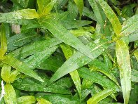Riserva naturale Fiumefreddo